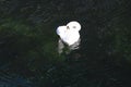 Swans swim in copenhagen canal in Copenhagen Denmark Royalty Free Stock Photo