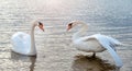 Swans swim in the lake.Swans swim.