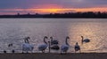 Swans swim on the lake against the backdrop of a beautiful sunset Royalty Free Stock Photo
