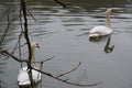 Swans that swim in a lake Royalty Free Stock Photo