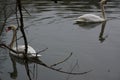 Swans that swim in a lake Royalty Free Stock Photo