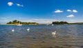 Swans swim at Shipstal Point, Dorset with views across harbour t