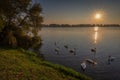 Swans swim at sunset in the Mincio river near the Mantuan shore Royalty Free Stock Photo