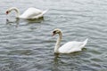 Swans swim