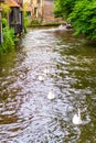 Canal with cute swans and tour boat along historic houses Bruges Belgium Royalty Free Stock Photo