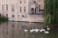 Swans swimming in the channel in Bruges Royalty Free Stock Photo