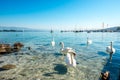 Swans swimming at Geneva lake