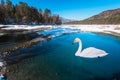 Swans swimming in the lake Royalty Free Stock Photo