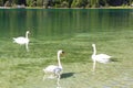 Swans swimming in a lake, Dolomites, Italy Royalty Free Stock Photo