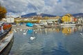 Swans swimming in Lake Geneva, town of Vevey, canton of Vaud