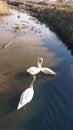 Swans swimming lake life love Royalty Free Stock Photo