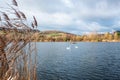 Swans swimming in the nature reserve Haff Reimech Royalty Free Stock Photo