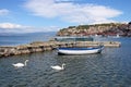 Swans are swimming on Lake Ohrid Macedonia summer Royalty Free Stock Photo