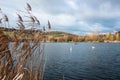Swans swimming in the nature reserve Haff Reimech Royalty Free Stock Photo