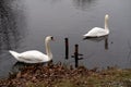 Swans swimming in a pond on a gloomy day in Meppen Germany Royalty Free Stock Photo