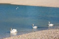 Swans swimming in pond