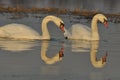 Swans swimming on the river. A pair of birds on the water. Love Royalty Free Stock Photo