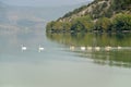 Swans swimming in a row Royalty Free Stock Photo