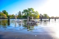 Swans swimming in the Serpentine lake in Hyde Park, England Royalty Free Stock Photo