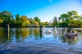 Swans swimming in the Serpentine lake in Hyde Park, England Royalty Free Stock Photo