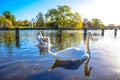 Swans swimming in the Serpentine lake in Hyde Park, England Royalty Free Stock Photo
