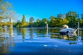 Swans swimming in the Serpentine lake in Hyde Park, England Royalty Free Stock Photo