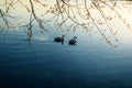 Swans swimming in Starnberger See at sunrise,Bayern,Germany Where two love, grieves the Third Royalty Free Stock Photo