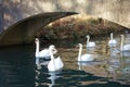 Swans Swimming Under Arched Bridge Royalty Free Stock Photo