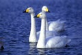 Swans swimming in the water