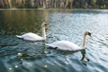 Swans swimming on the water in nature. Swan fidelity