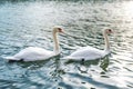 Swans swimming on the water in nature. Swan fidelity