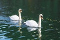 Swans swimming on the water in nature. Swan fidelity