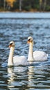 Swans swimming on the water in nature. Swan fidelity. Vertical