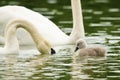 Swans take care of their one just squabbled cute little fledgling. They are swimming in the water and looking for some plants to