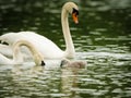 Swans take care of their one just squabbled cute little fledgling. They are swimming in the water and looking for some plants to