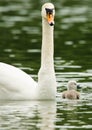 Swans take care of their one just squabbled cute little fledgling. They are swimming in the water and looking for some plants to