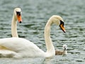 Swans take care of their one just squabbled cute little fledgling. They are swimming in the water and looking for some plants to