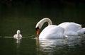 Swans take care of their one just squabbled cute little fledgling. They are swimming in the water and looking for some plants to