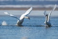 Swans taking flight on lake Royalty Free Stock Photo