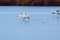 Swans taking off from ice Royalty Free Stock Photo