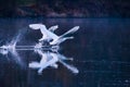 Swans taking off Royalty Free Stock Photo