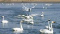 Swans Royalty Free Stock Photo