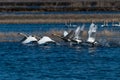 Swans taking off from water in flight swan flying Royalty Free Stock Photo