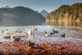 Swans and teal wild ducks swim in Hohenschwangau lake Royalty Free Stock Photo