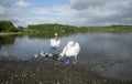 Swans With Their Baby Cygnets Royalty Free Stock Photo