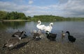 Swans With Their Baby Cygnets Royalty Free Stock Photo