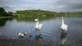 Swans With Their Baby Cygnets Royalty Free Stock Photo