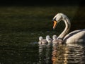 Swans with three cygnets in a family unit