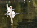 Swans times two on a lake with reflection still waters Royalty Free Stock Photo