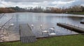 Swans at Tongwell Lake , Milton Keynes, Buckinghshire, United Kingdom 23 December 2019